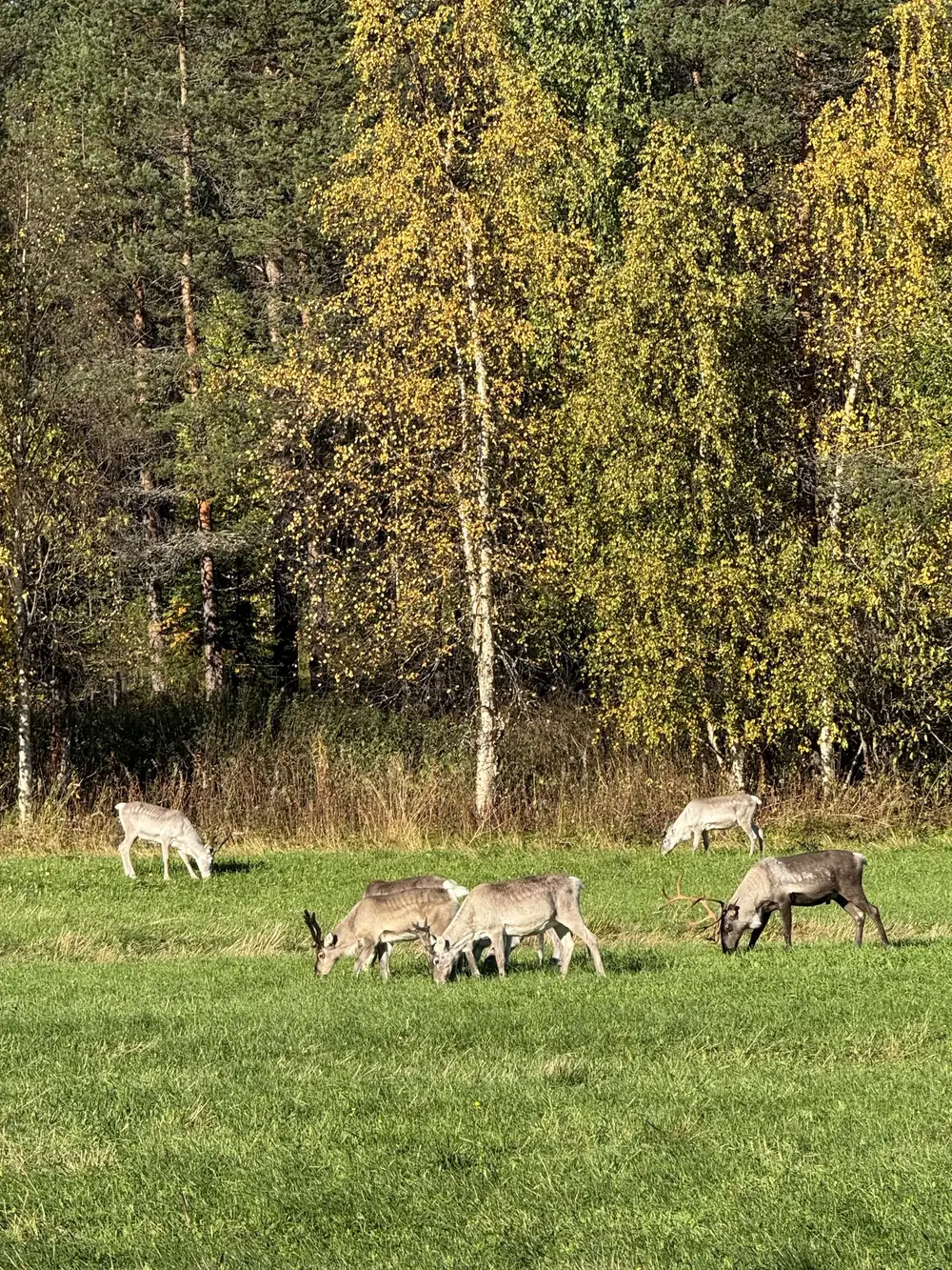 Reindeer by the roadside along the way.