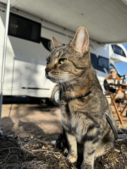 Vilttitossu – Vanstoori luova johtaja ja maskotti